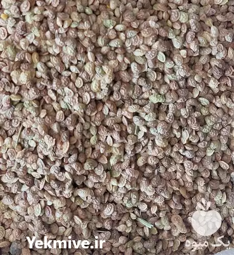 قیمت خرید بذر یونجه اسپرس ارسال در تبریز در گروه خرید و فروش بذر یونجه در یکمیوه -عکس1