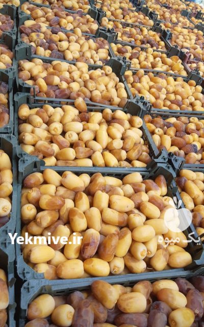 رطب درجه یک بلوز دامنی دالکی در گروه خرید و فروش خرما در یکمیوه -عکس1