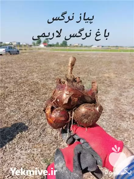 فروش پیاز نرگس در ساری در گروه خرید و فروش گیاهان زینتی در یکمیوه -عکس1