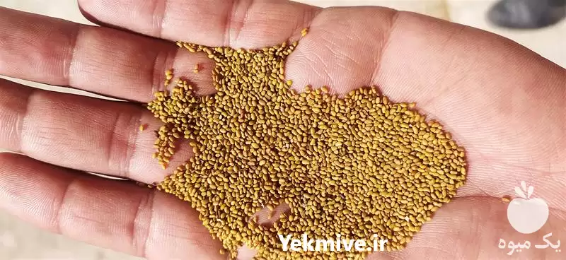 فروش انواع بذر یونجه با پایین در مشهد در گروه خرید و فروش بذر یونجه در یکمیوه -عکس1