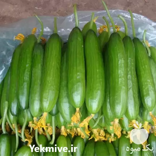 قیمت خرید عرضه بذر خیار پیئرو در هرمز در گروه خرید و فروش بذر خیار در یکمیوه -عکس1