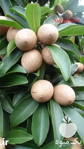 فروش نهال چیکو در تهران در گروه خرید و فروش نهال در یکمیوه -عکس1