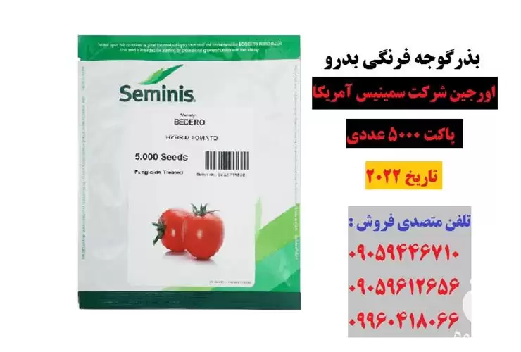 بذر گوجه فرنگی بدرو در گروه خرید و فروش بذر گوجه در یکمیوه -عکس1