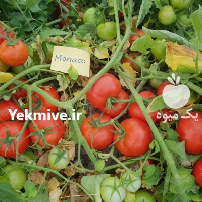 فروش بذر گوجه فرنگی پربار موناکو در گروه خرید و فروش بذر گوجه در یکمیوه -عکس2