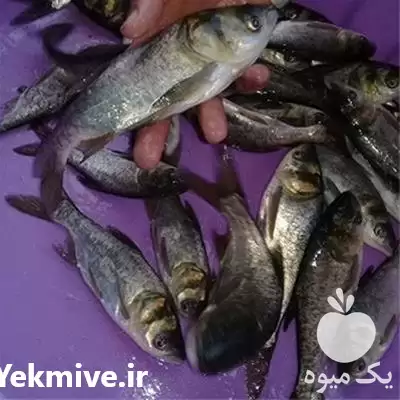 فروش بچه ماهی فیتوفاک و بیگهد در تهران در گروه خرید و فروش بچه ماهی در یکمیوه -عکس1