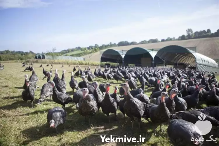 فروش بوقلمون برنز امریکایی در ارومیه در گروه مرغ و خروس و بوقلمون و اردک قو قاز در یکمیوه -عکس1