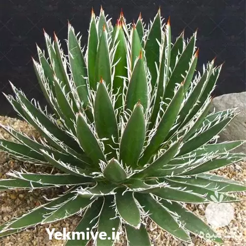 قیمت خرید بذر کاکتوس آگاو فرن در گروه خرید و فروش گیاهان زینتی در یکمیوه -عکس1