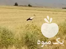 سرکارگر کشاورزی در گروه کارگر در یکمیوه -عکس1