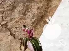 فروش علفتراشی زمین فنس کشی در گروه خرید و فروش فنس در یکمیوه -عکس1