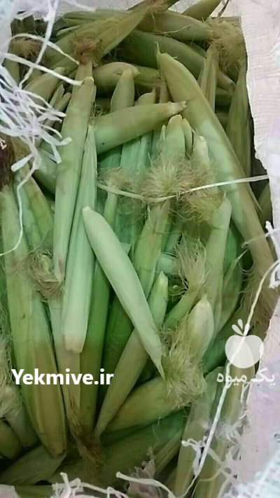 بیبی کورن بچه بلال در پیشوا در گروه خرید و فروش ذرت در یکمیوه -عکس1