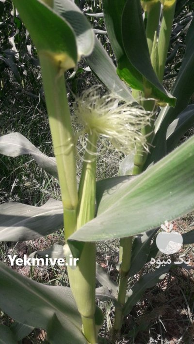 بیبی کورن بچه بلال در پیشوا در گروه خرید و فروش ذرت در یکمیوه -عکس2