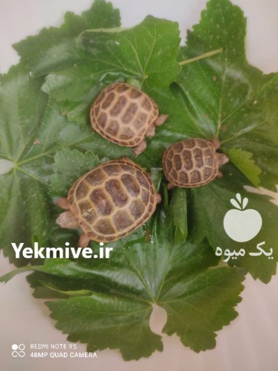 فروش لاک پشت خاکی در نیشابور در خراسان رضوی در گروه حیوانات خانگی در یکمیوه -عکس1