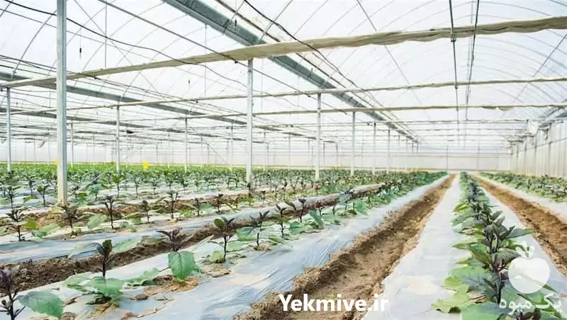 قیمت خرید تولید پلاستیک گلخانه در اهواز در گروه خرید و فروش انواع پوشش ها در یکمیوه -عکس1