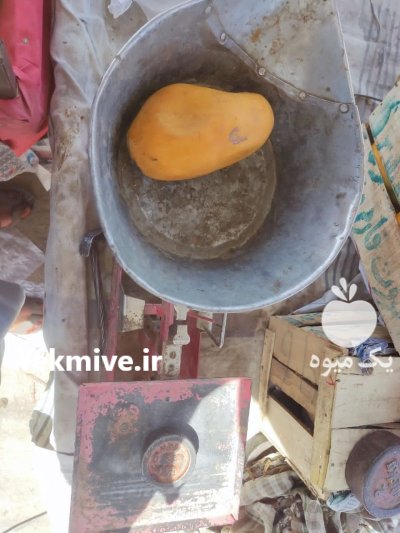 فروش انبه تازه قلمی پاکستان در تهران در گروه خرید و فروش انبه در یکمیوه -عکس1