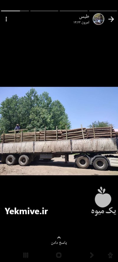 فروش انواع چوب پالتی و ذغالی در گروه خرید و فروش انواع چوب در یکمیوه -عکس2