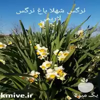 فروش پیاز گل نرگس ایرانی در ساری در گروه خرید و فروش گیاهان زینتی در یکمیوه