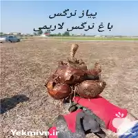 فروش پیاز نرگس در ساری در گروه خرید و فروش گیاهان زینتی در یکمیوه