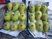 گلابی بیروتی در ساری در گروه خرید و فروش گلابی در یکمیوه