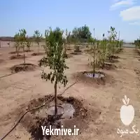 قیمت خرید اجرای سیستم آبیاری قطره در ساری در گروه خرید و فروش دستگاه آبیاری در یکمیوه