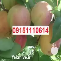 فروش نهال هلو با بهترین کیفیت در گروه خرید و فروش نهال در یکمیوه