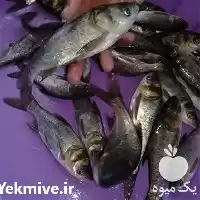 فروش بچه ماهی فیتوفاک و بیگهد در تهران در گروه خرید و فروش بچه ماهی در یکمیوه