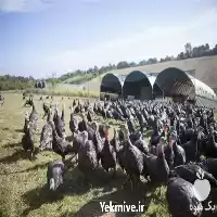 فروش بوقلمون برنز امریکایی در ارومیه در گروه مرغ و خروس و بوقلمون و اردک قو قاز در یکمیوه