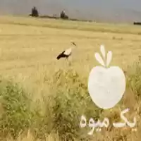 سرکارگر کشاورزی در گروه کارگر در یکمیوه