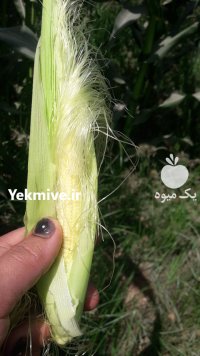 بیبی کورن بچه بلال در پیشوا