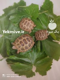 فروش لاک پشت خاکی در نیشابور در خراسان رضوی در گروه حیوانات خانگی در یکمیوه