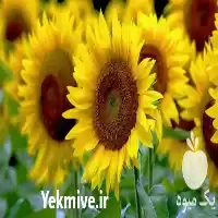 فروش پخش انواع بذرتخمه کدو بذر در قزوین در گروه خرید و فروش انواع تخمه در یکمیوه