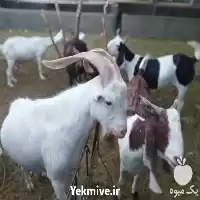قیمت خرید مشهور ترین بز ها در مشهد در گروه گاو و گوسفند و میش و بز کهره گوساله در یکمیوه