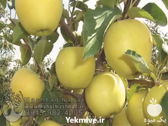 فروش نهال سیب گلدن دلیشز در مشهد در گروه خرید و فروش نهال میوه در یکمیوه -عکس1