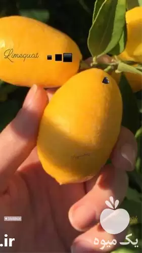 فروش نهال لیمو ترش لایم کوات در کرج در گروه خرید و فروش نهال لیمو ترش در یکمیوه -عکس1