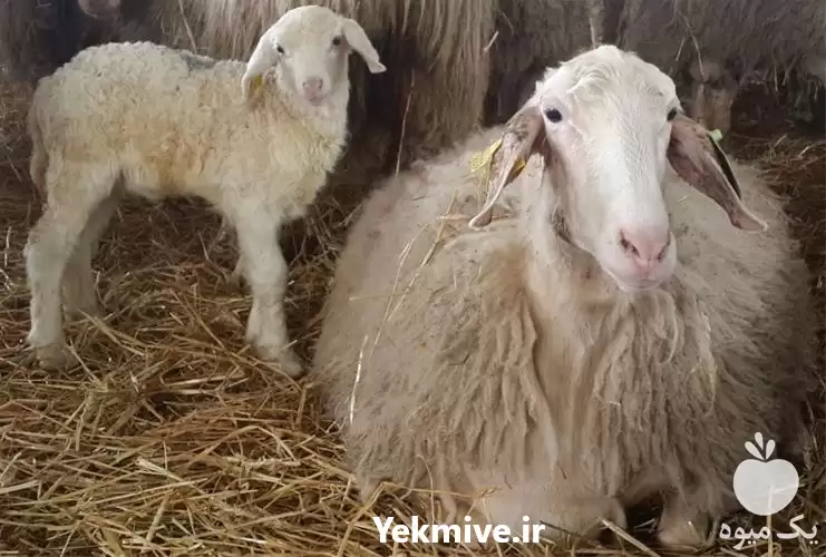 قیمت خرید ثبت سفارش گوسفند آصف در اصفهان در گروه گاو و گوسفند و میش و بز کهره گوساله در یکمیوه -عکس1
