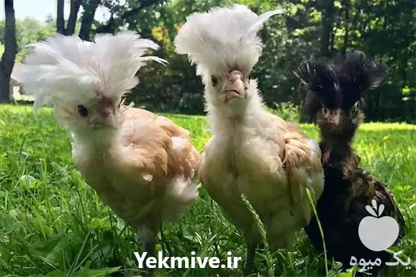 قیمت خرید تخم نطفه دار مرغ در بوشهر در گروه انواع تخم ها در یکمیوه -عکس1