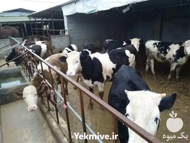 فروش گوساله سیمینتال در گروه گاو و گوسفند و میش و بز کهره گوساله در یکمیوه -عکس1