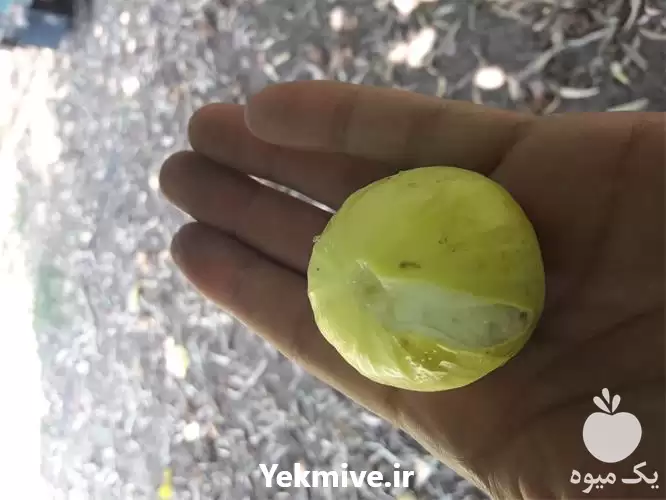 فروش ارائه درخت انجیر گلوگاه زرد در ساری در گروه خرید و فروش انجیر در یکمیوه -عکس1