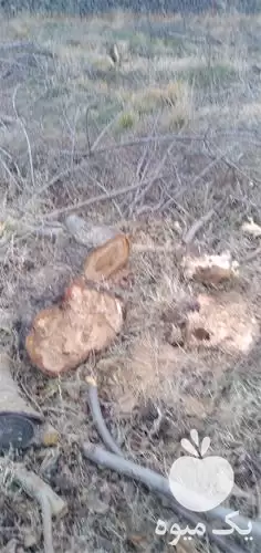 خرید و برش و هرس انواع در قزوین در گروه هرس کاری در یکمیوه -عکس1