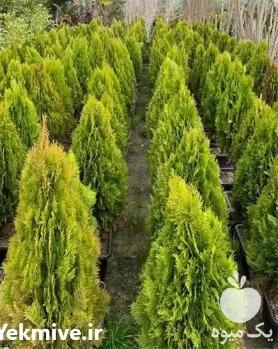 فروش نهال کامیس و پاریس در ساری در گروه خرید و فروش گیاهان زینتی در یکمیوه -عکس1