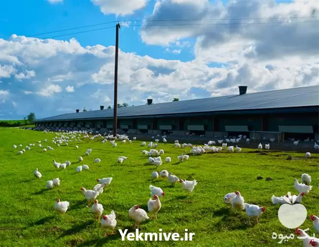 خاک چمن باغ ویلا در مشهد در گروه خرید و فروش انواع کود کشاورزی در یکمیوه -عکس1