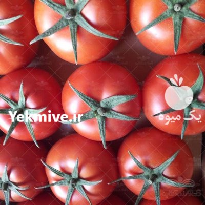 فروش بذر گوجه فرنگی گلخانه ای در بجنورد در گروه خرید و فروش بذر گوجه در یکمیوه -عکس1