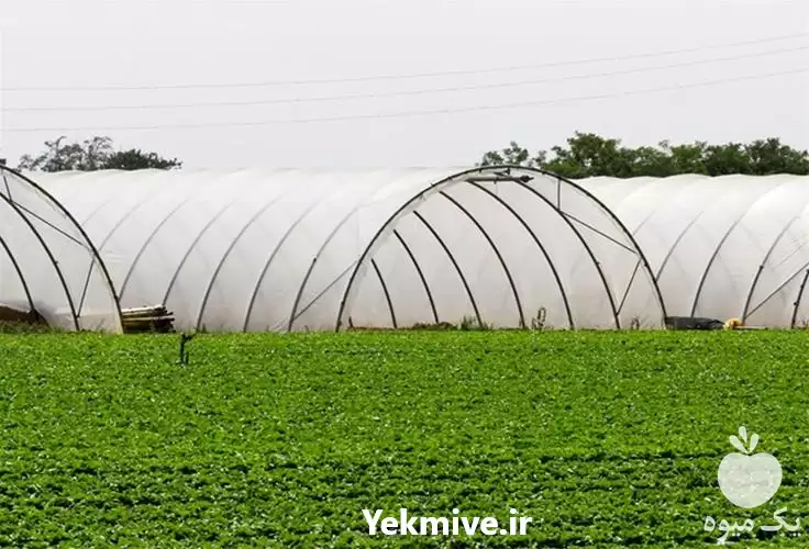 قیمت خرید پلاستیک گلخانه با قابلیت در اصفهان در گروه خرید و فروش انواع پوشش ها در یکمیوه -عکس1