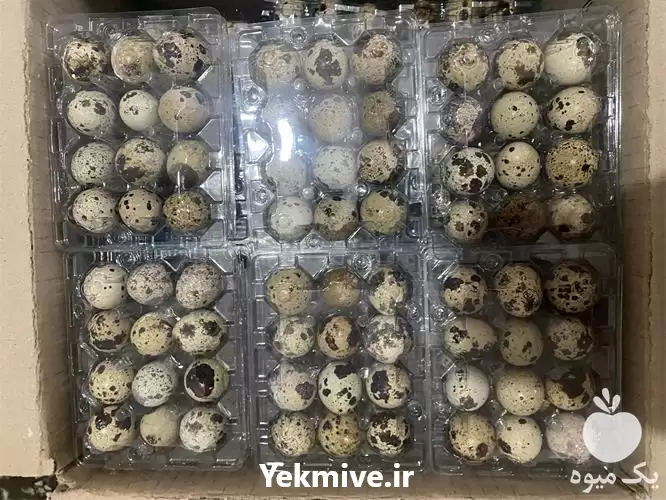 خرید تخم بلدرچین در گروه انواع تخم ها در یکمیوه -عکس1