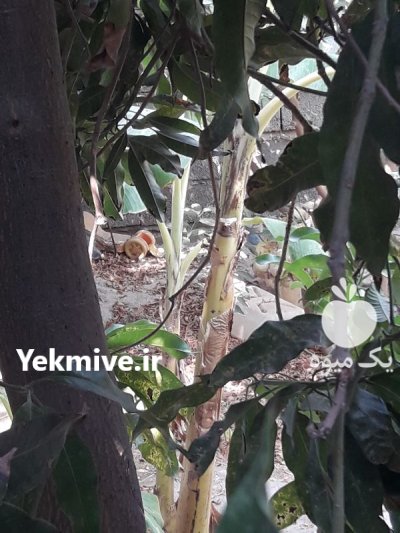 نیازمند سرمایه گذار خرما جیرفت در همدان در گروه نیازمند سرمایه محصولات کشاورزی در یکمیوه -عکس1