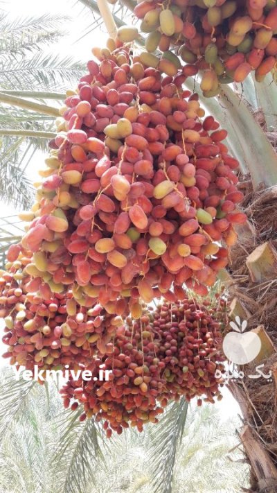 نیازمند سرمایه گذار خرما جیرفت در همدان در گروه نیازمند سرمایه محصولات کشاورزی در یکمیوه -عکس2