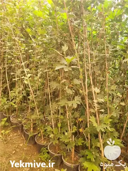 فروش نهال چنار اصفهان نایلکسی در گروه خرید و فروش نهال چنار در یکمیوه -عکس1