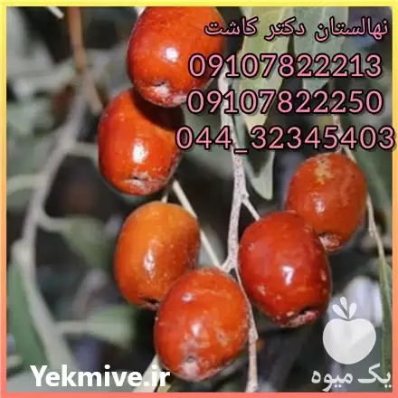 فروش عمده نهال سنجد محلی در گروه خرید و فروش نهال در یکمیوه -عکس1