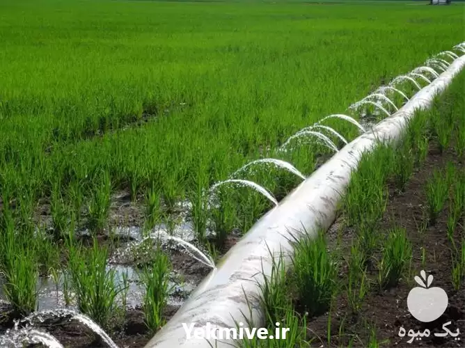 قیمت خرید عرضه نایلون آبیاری جهت در گروه خرید و فروش بسته بندی نایلونی در یکمیوه -عکس1