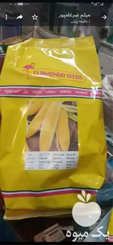 فروش بذر ذرت براتلا فلامینگو سید در شیراز در گروه خرید و فروش بذر ذرت در یکمیوه -عکس1