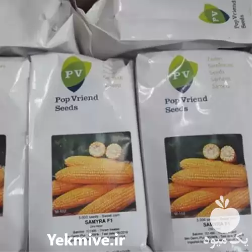 فروش بذر ذرت سمیرا شیرین  نسبتا در مشهد در گروه خرید و فروش بذر ذرت در یکمیوه -عکس1